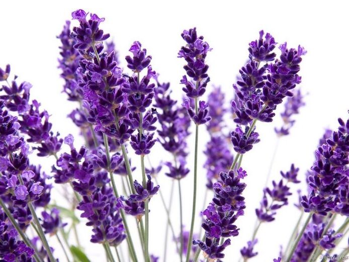 Σύνθεση της κρέμας Varicone lavender angustifolia